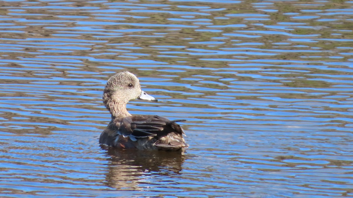 American Wigeon - ML646168079