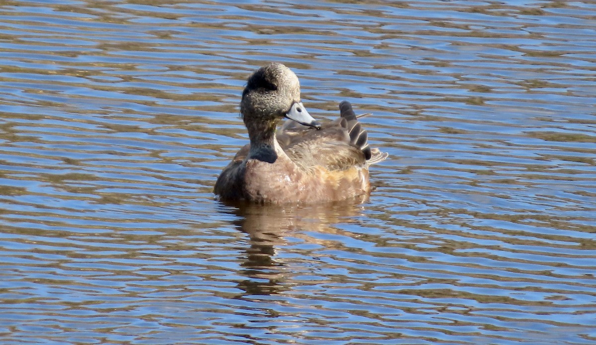 American Wigeon - ML646168080