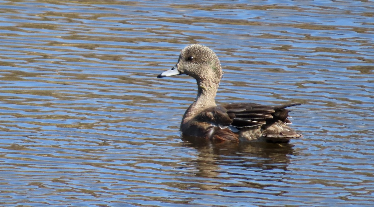 American Wigeon - ML646168082