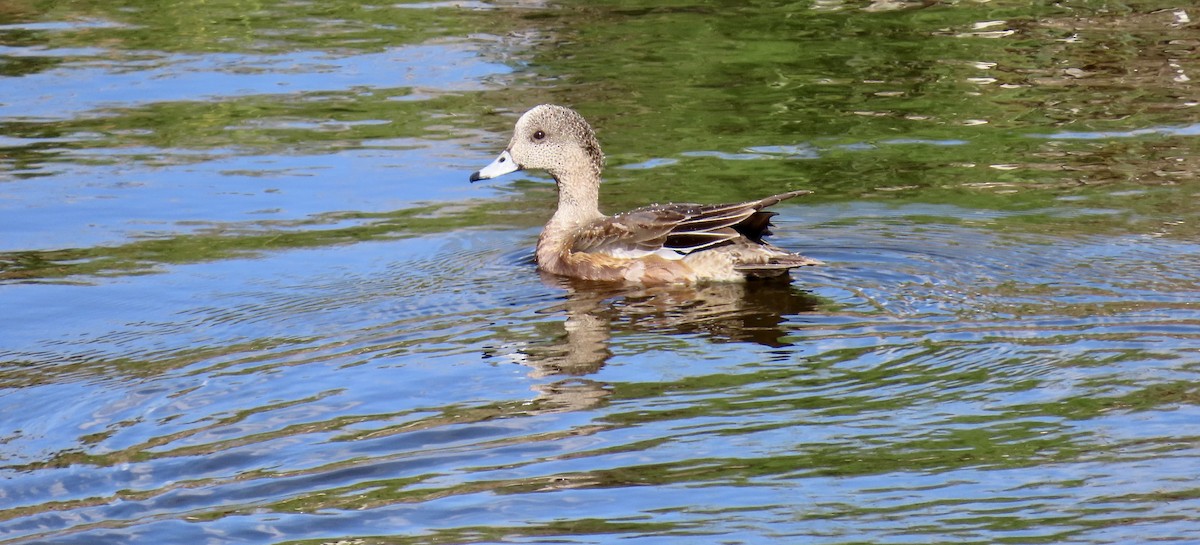 Свищ американський - ML646168083