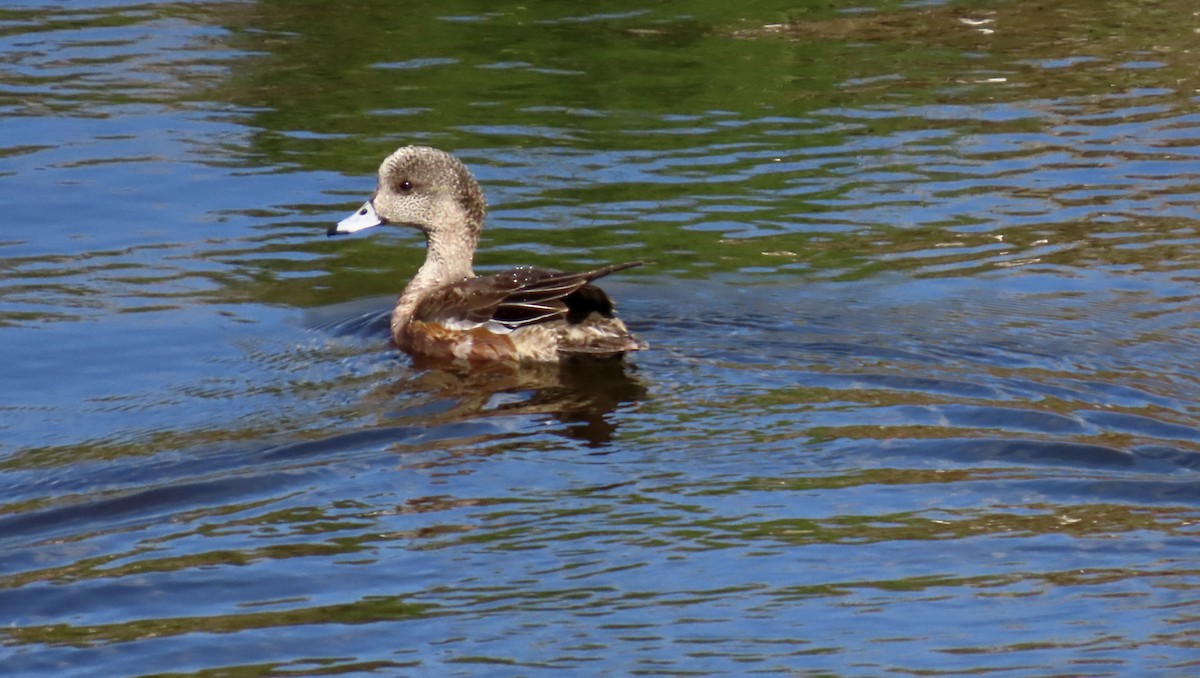 Свищ американський - ML646168084