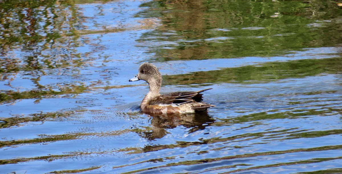 Свищ американський - ML646168085