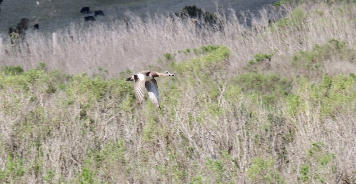 Свищ американський - ML646168086