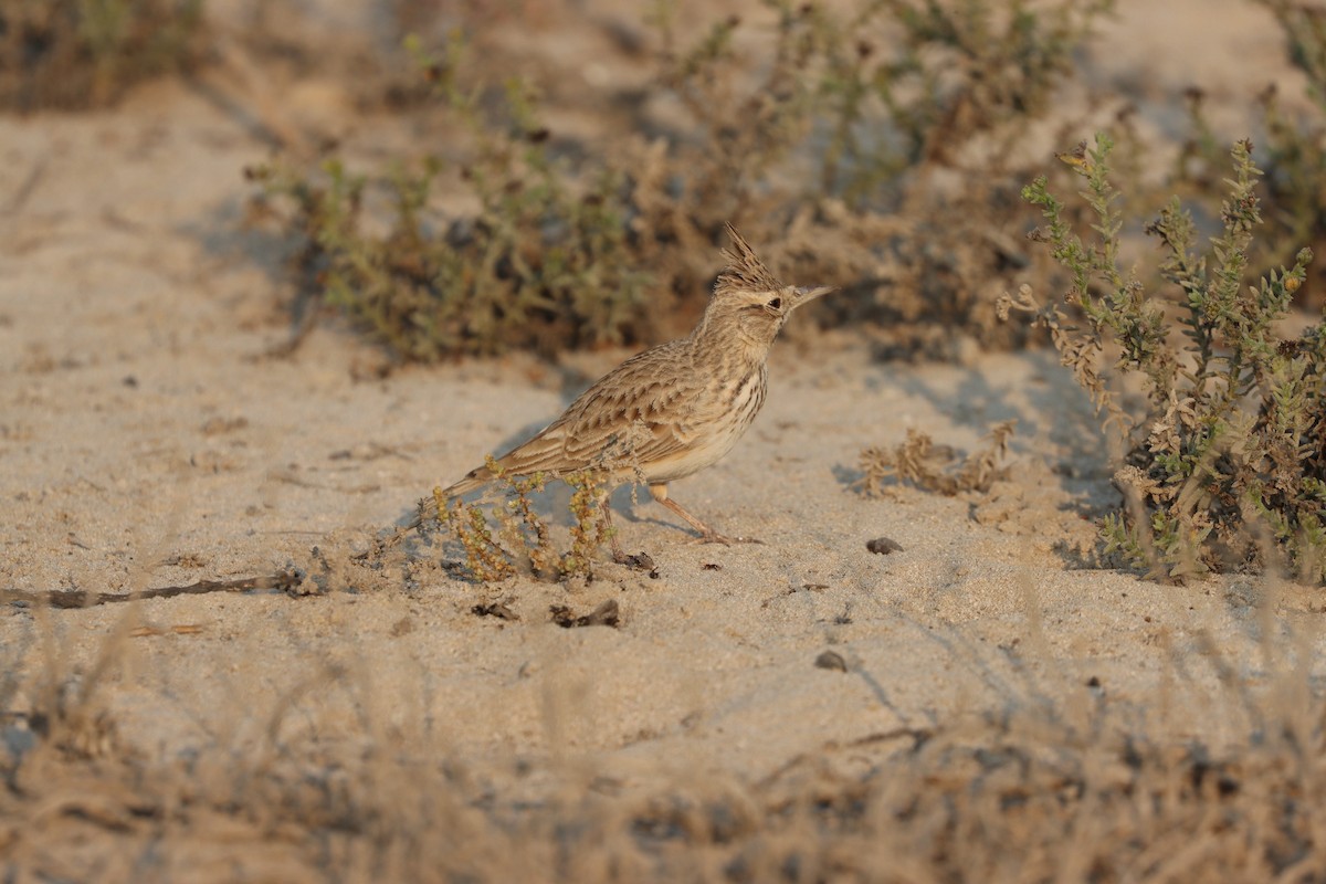 Kutturlio arrunta - ML646168094