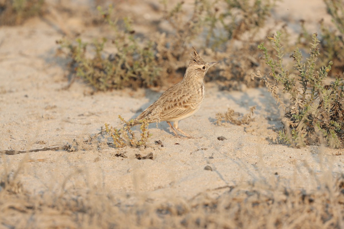 Kutturlio arrunta - ML646168097