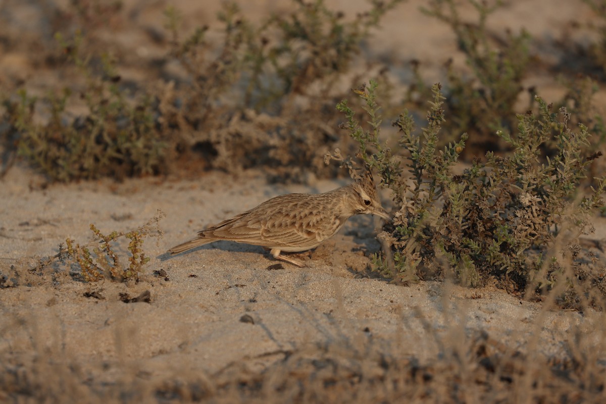 Kutturlio arrunta - ML646168098