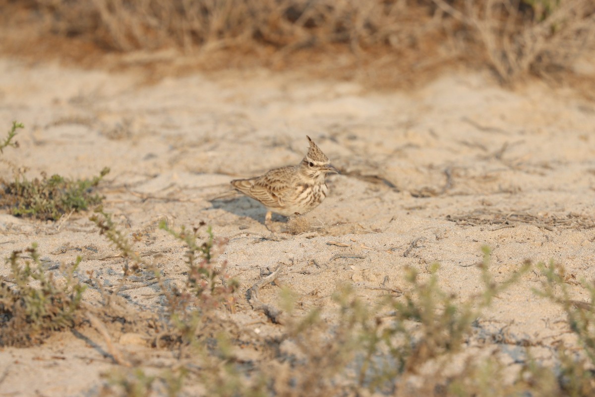 Kutturlio arrunta - ML646168099