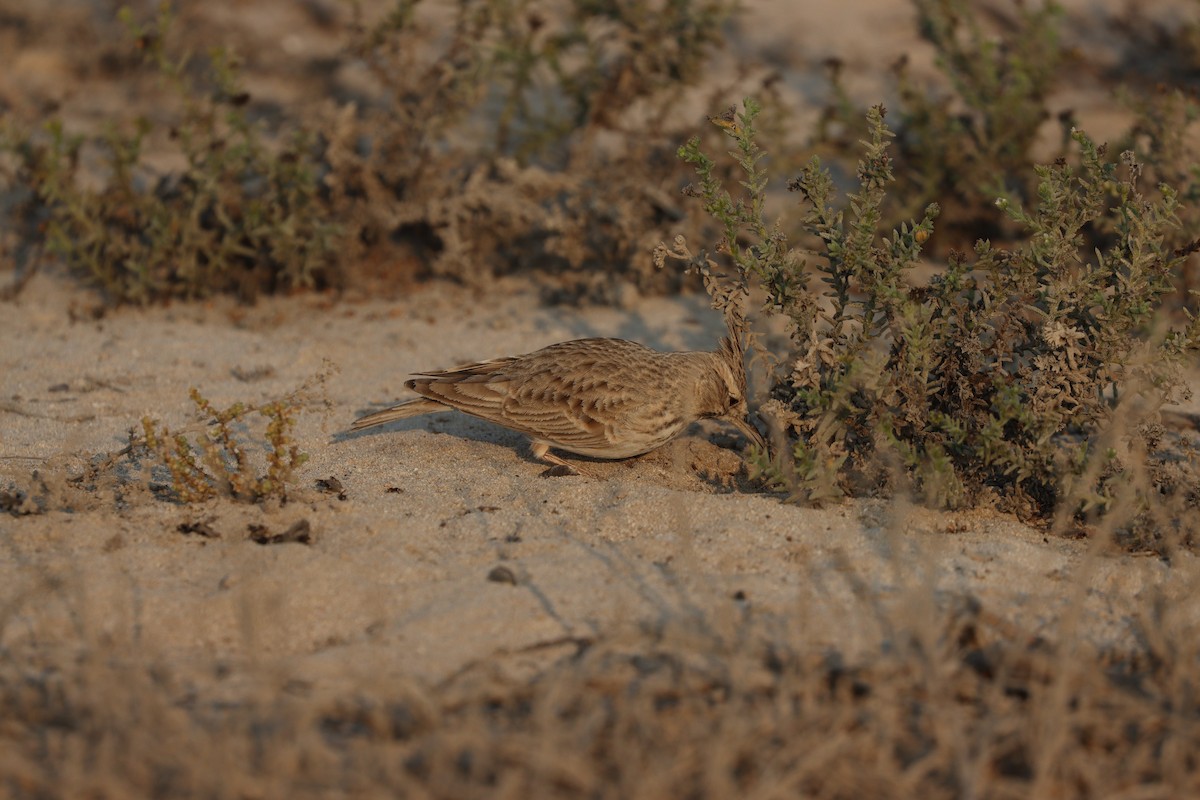 Kutturlio arrunta - ML646168100