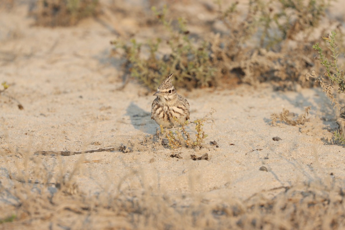 Kutturlio arrunta - ML646168101