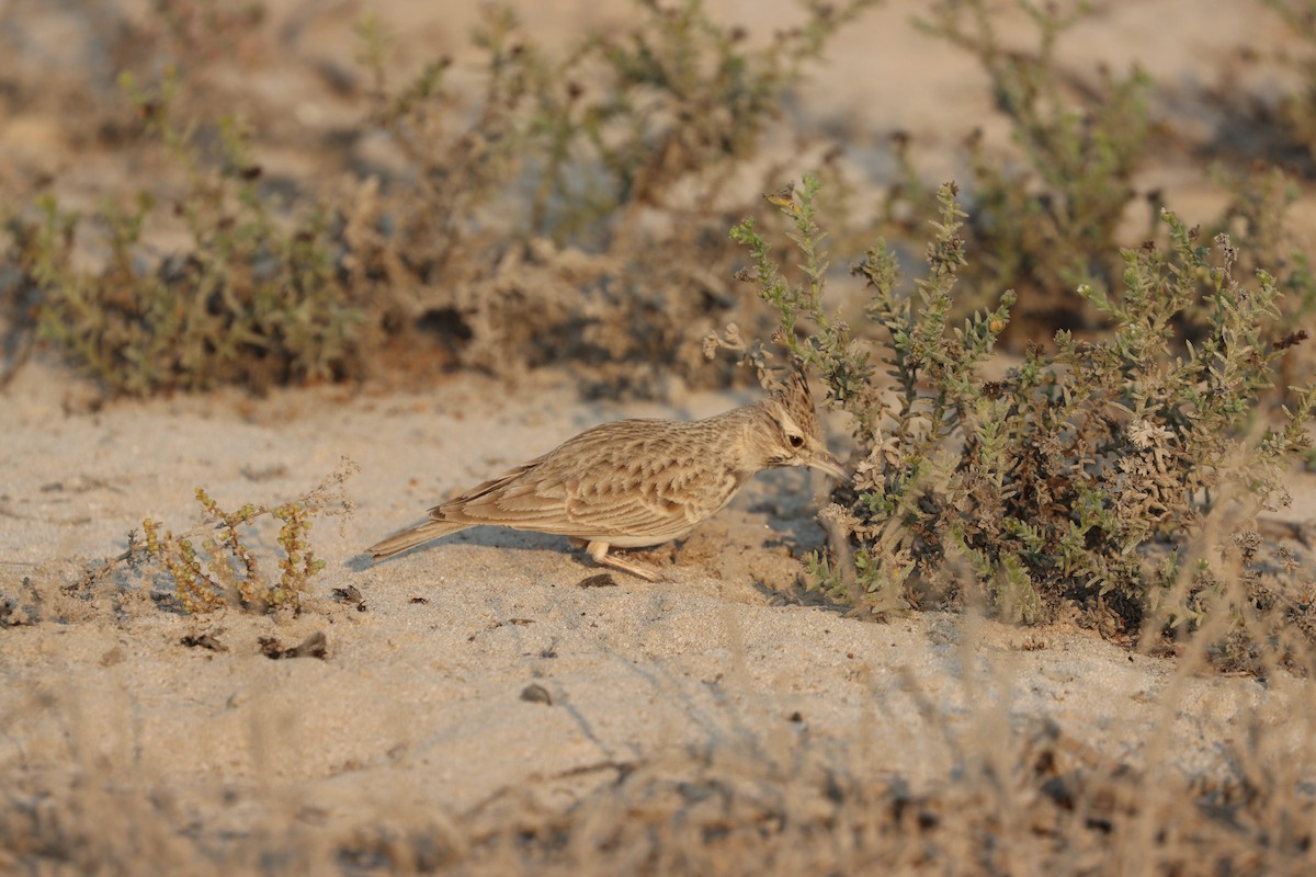 Kutturlio arrunta - ML646168102