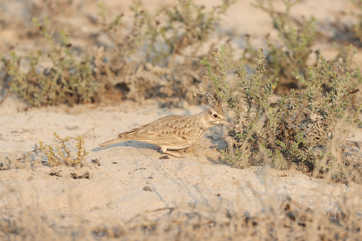 Kutturlio arrunta - ML646168103