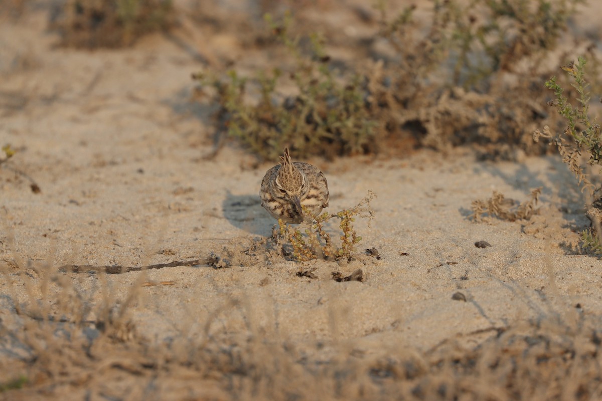 Kutturlio arrunta - ML646168104