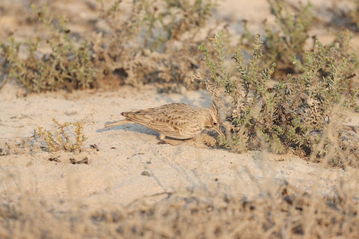 Kutturlio arrunta - ML646168105