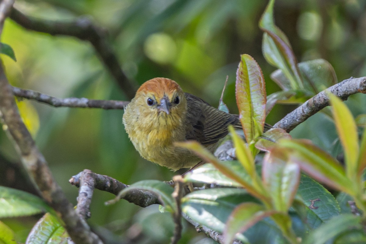 Rufous-capped Babbler - ML646168106