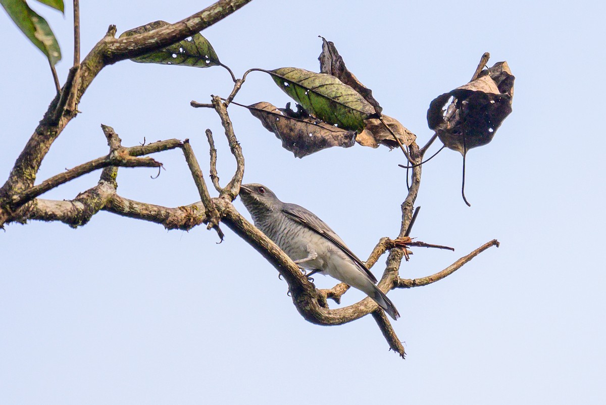 Indian Cuckooshrike - ML646168108