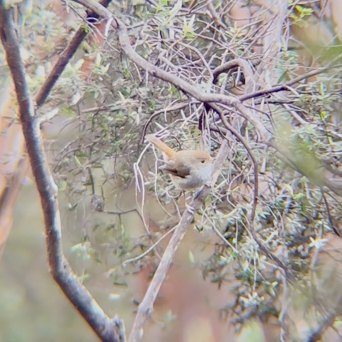Tasmanian Thornbill - ML646168109