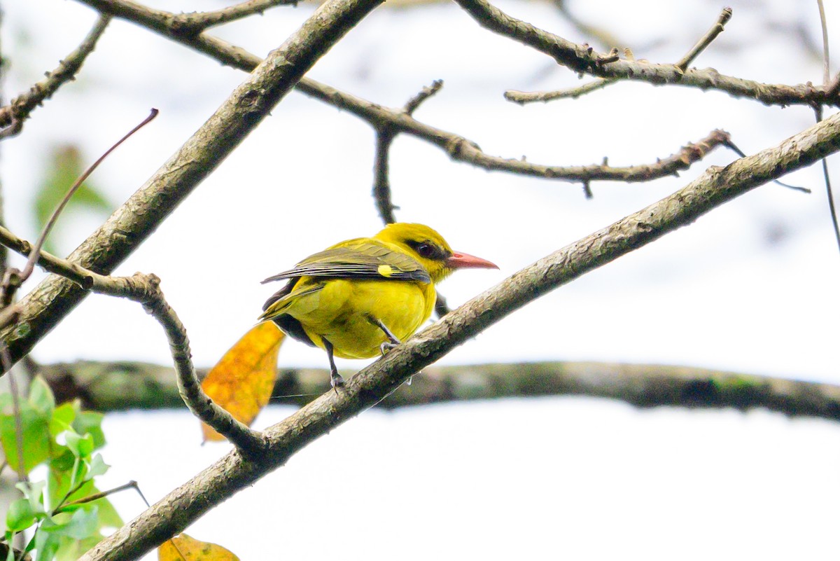 Indian Golden Oriole - ML646168110