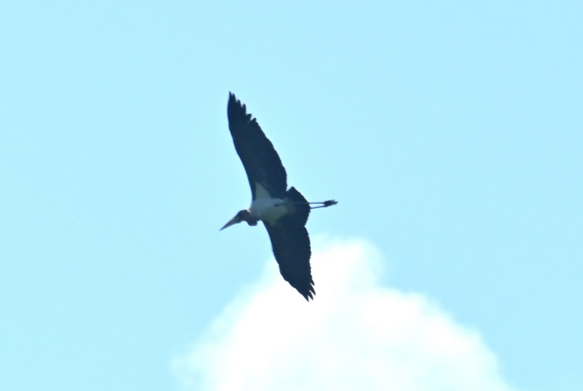 Hargila marabua - ML646168112