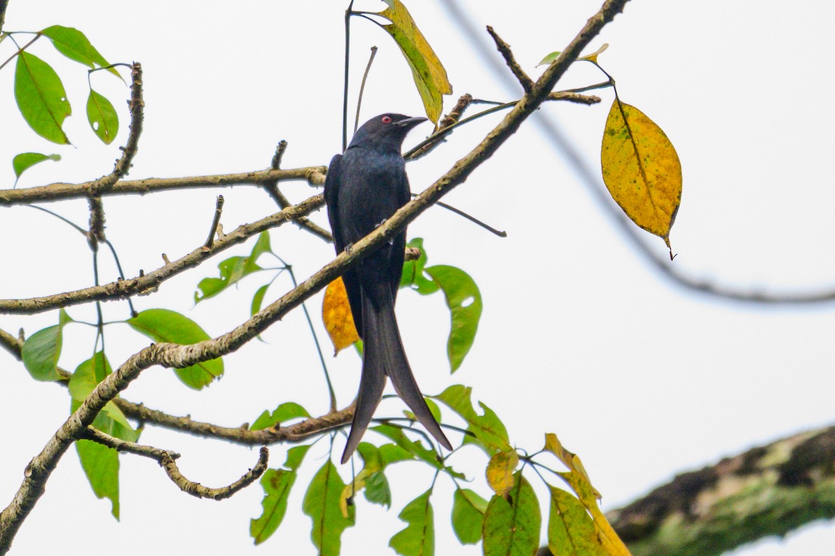 Ashy Drongo - ML646168120
