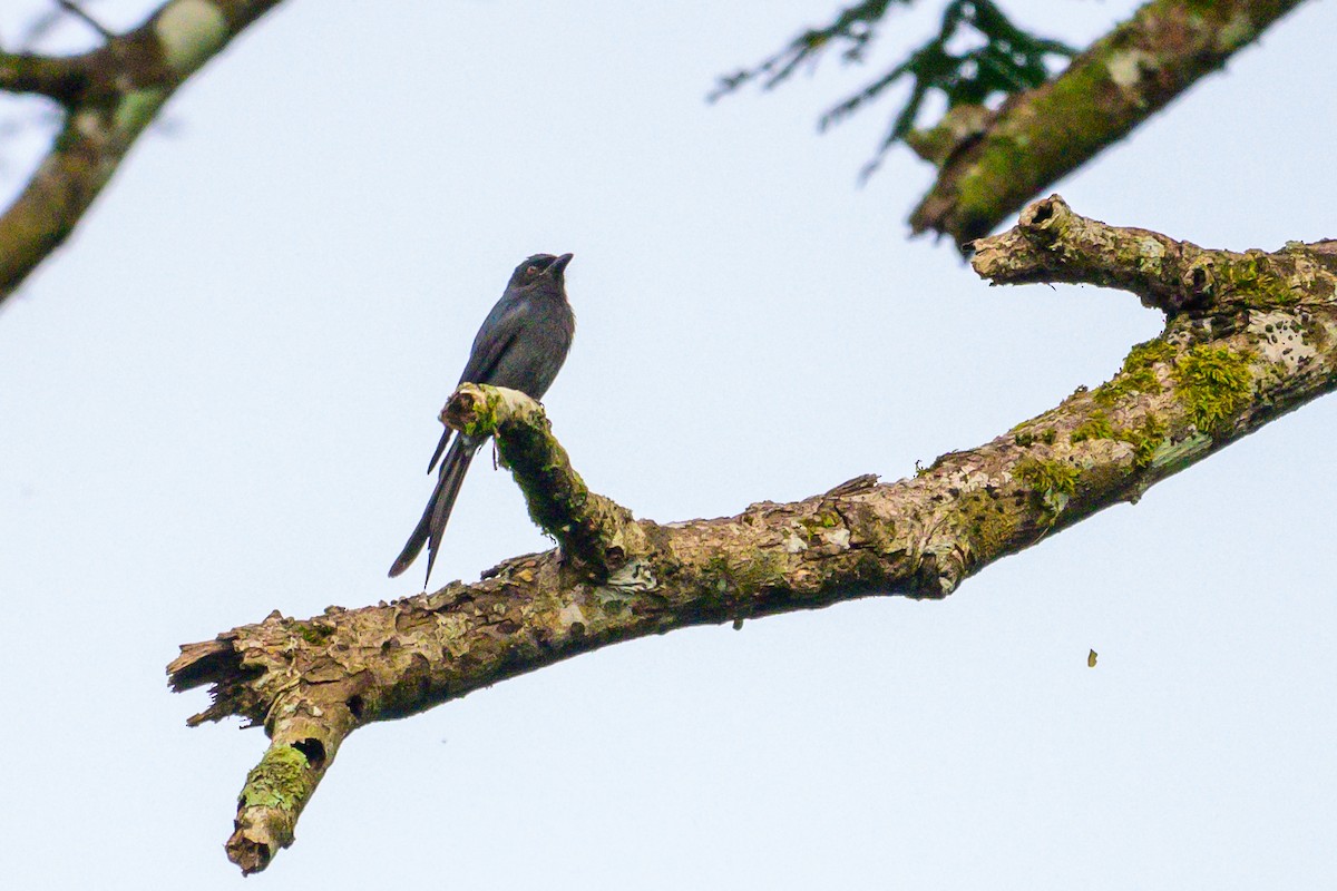 Ashy Drongo - ML646168121