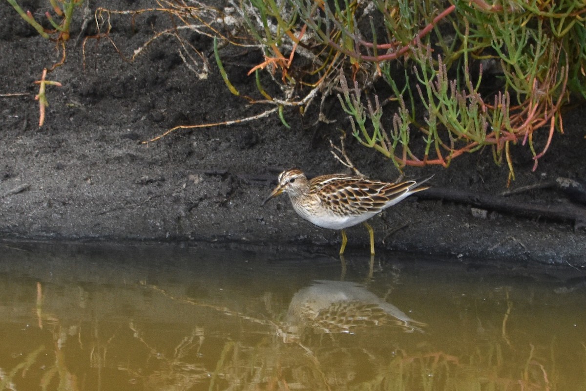 Txirri pektorala - ML646168122