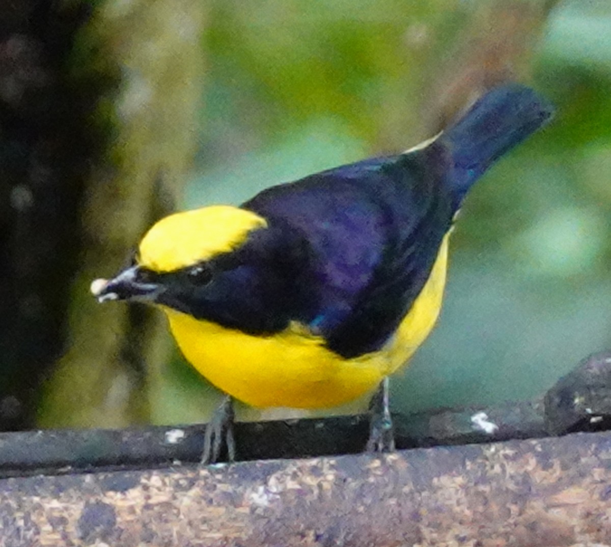 Thick-billed Euphonia - ML646168123