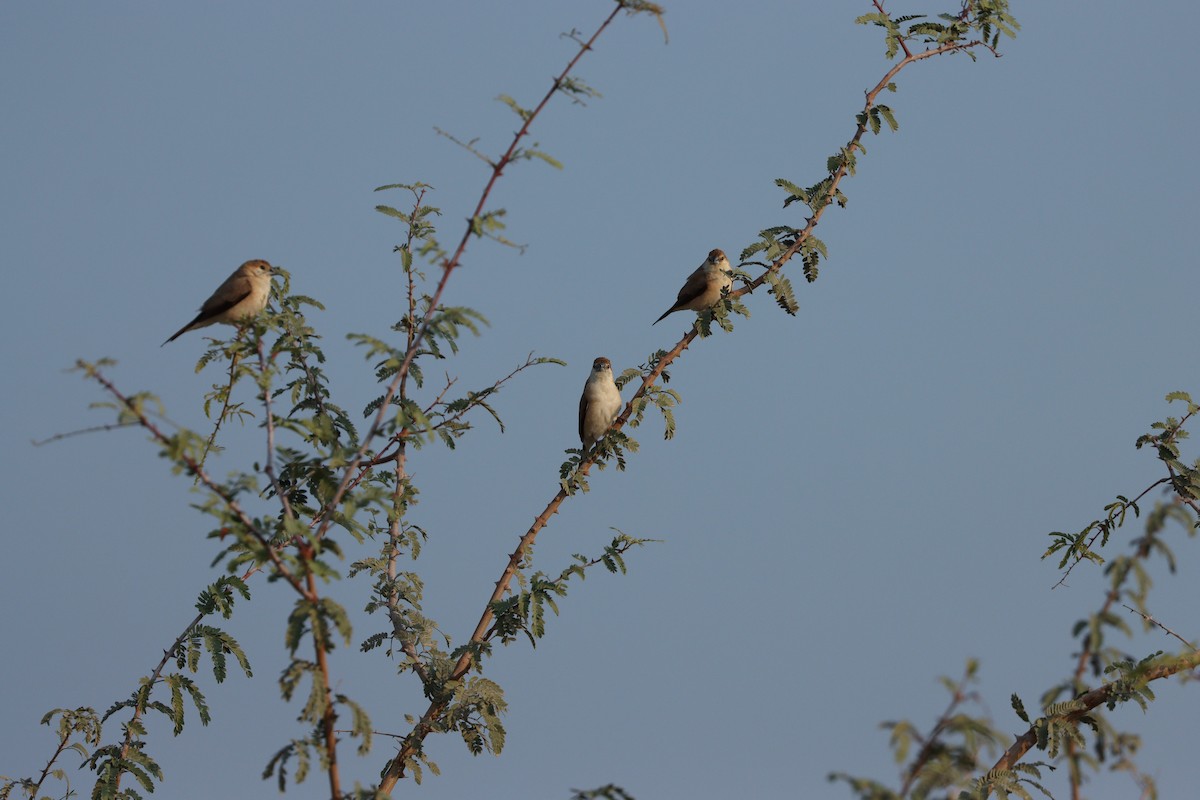Indian Silverbill - ML646168124