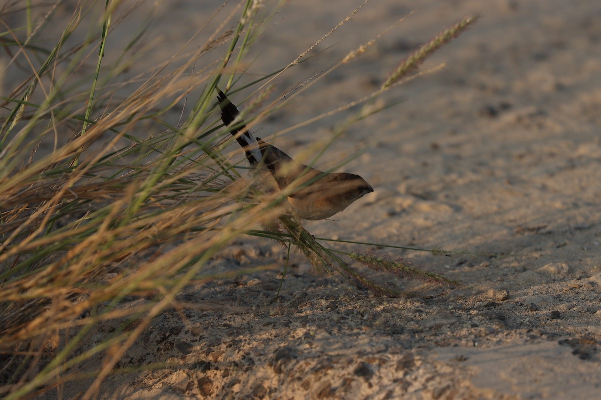 Indian Silverbill - ML646168125