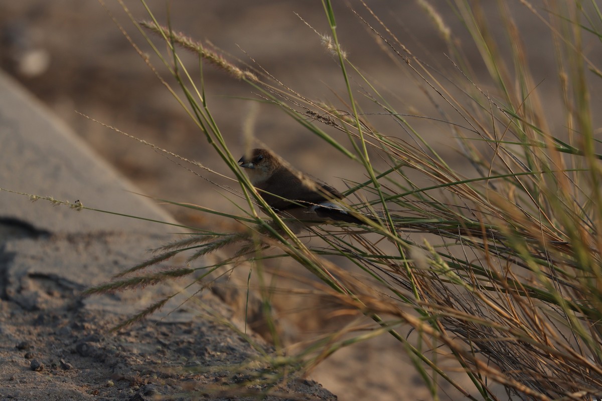 Indian Silverbill - ML646168126