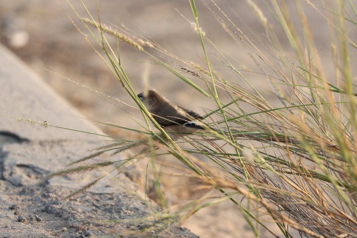 Indian Silverbill - ML646168127
