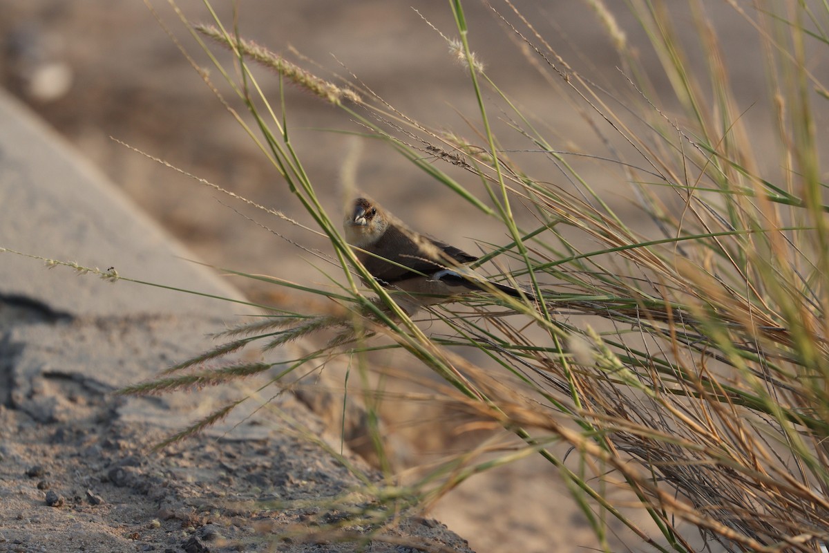 Indian Silverbill - ML646168128