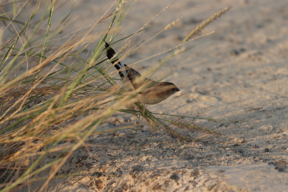 Indian Silverbill - ML646168129