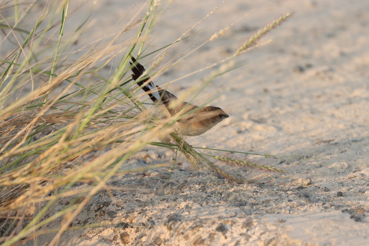 Indian Silverbill - ML646168130