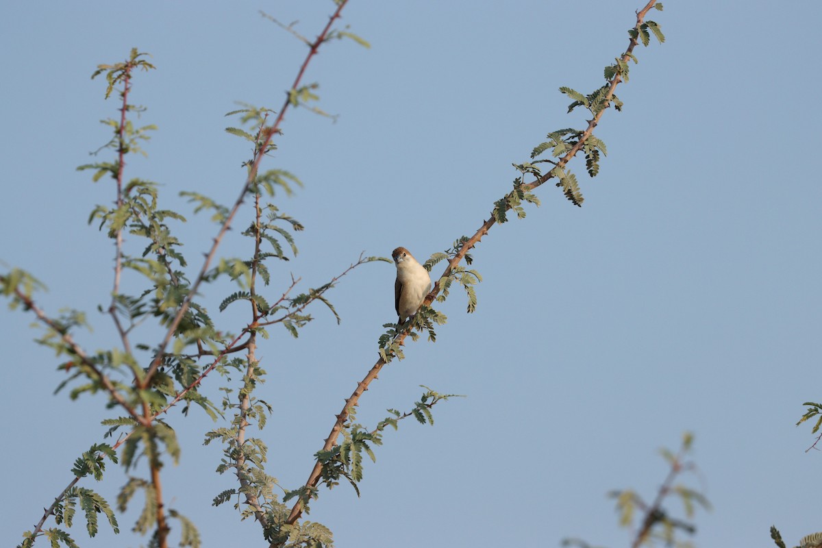 Indian Silverbill - ML646168131