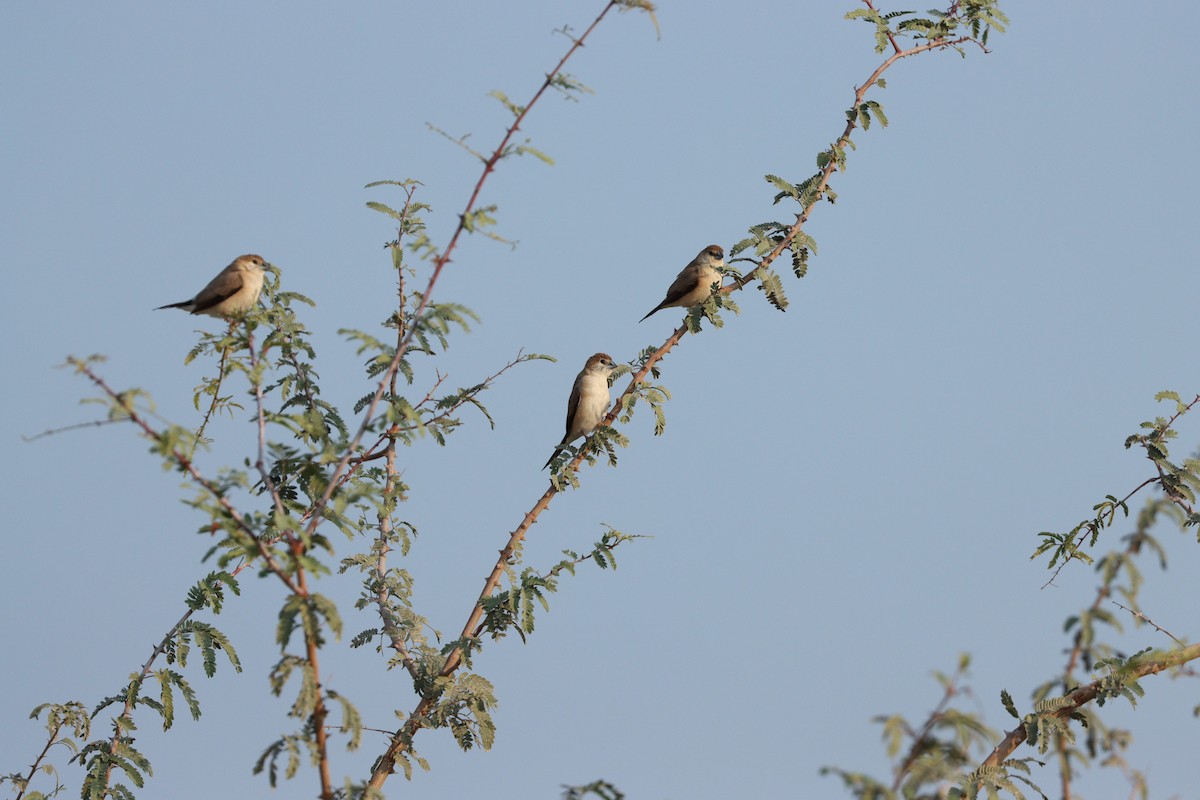 Indian Silverbill - ML646168132