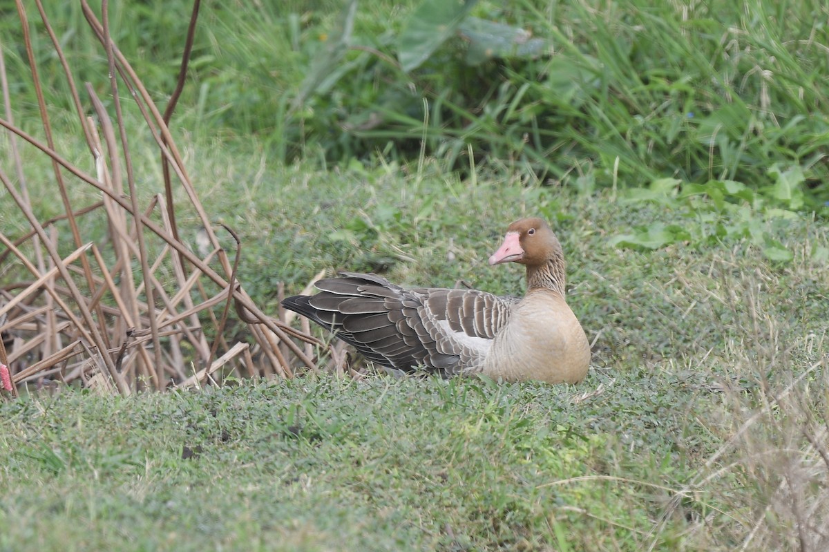 Гуска сіра - ML646168134