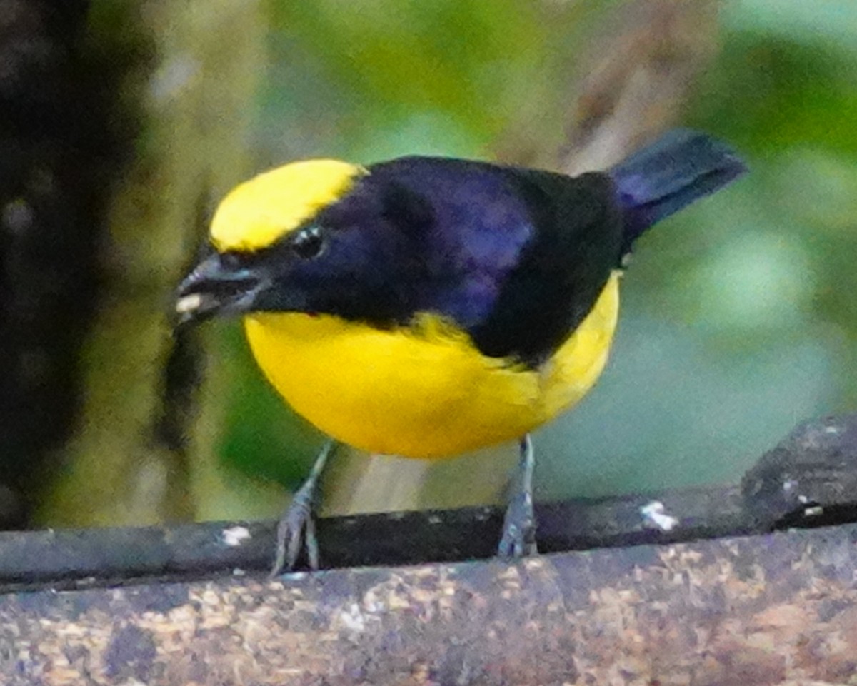Thick-billed Euphonia - ML646168135