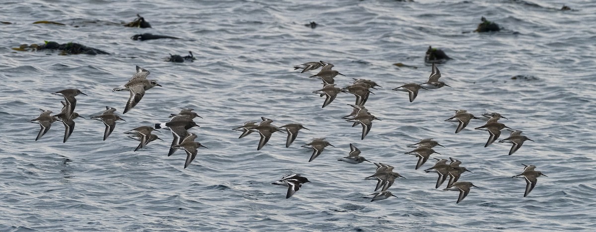 Dunlin - ML646168137