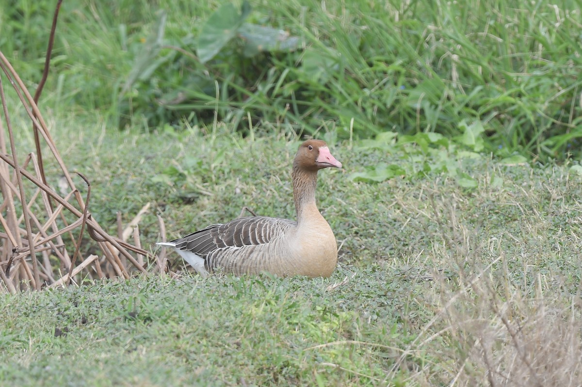 Гуска сіра - ML646168138