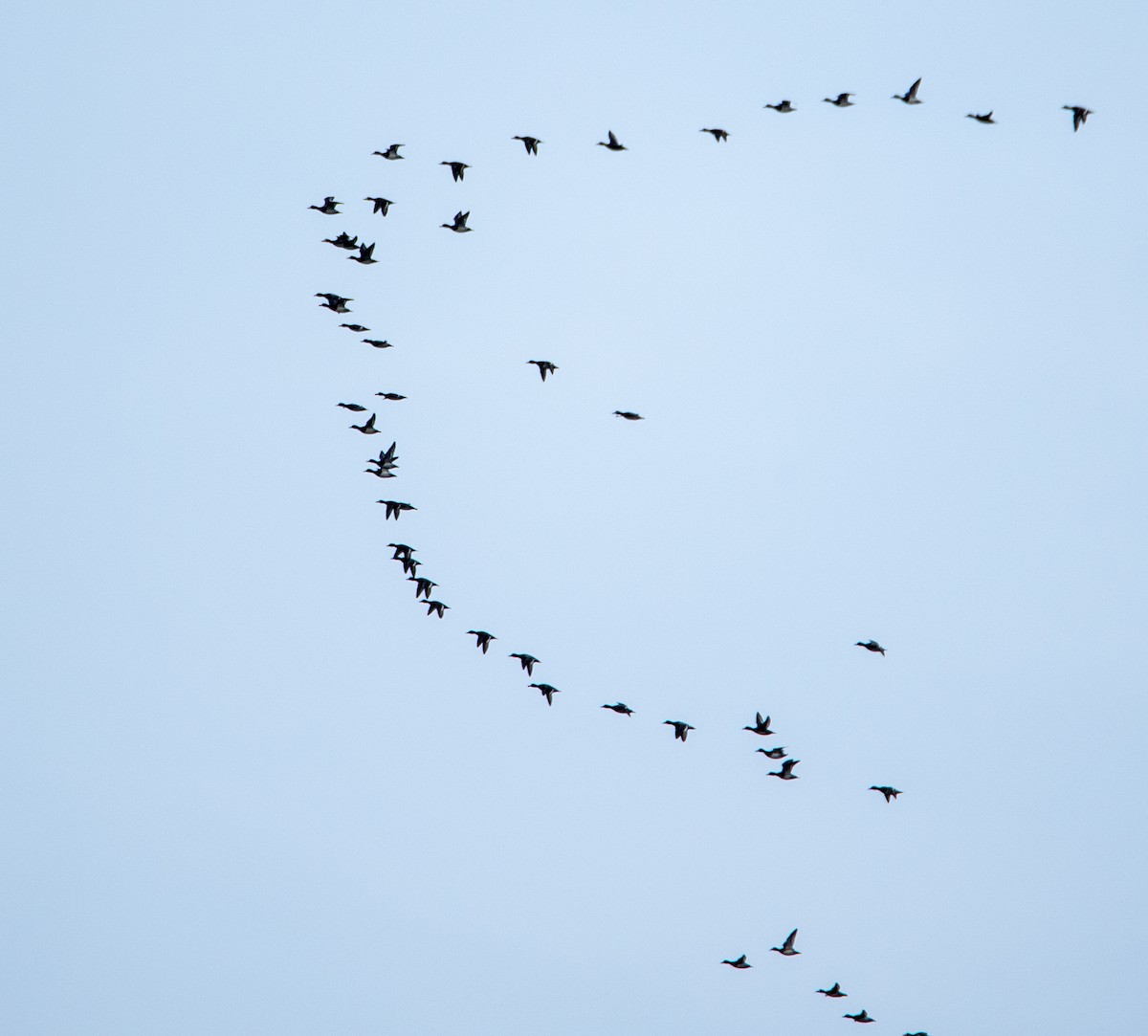 Lesser Scaup - ML646168139