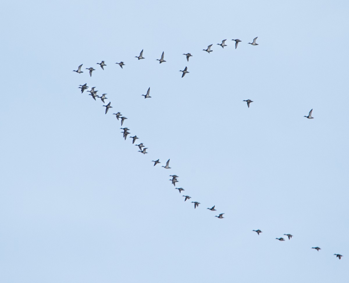 Lesser Scaup - ML646168140