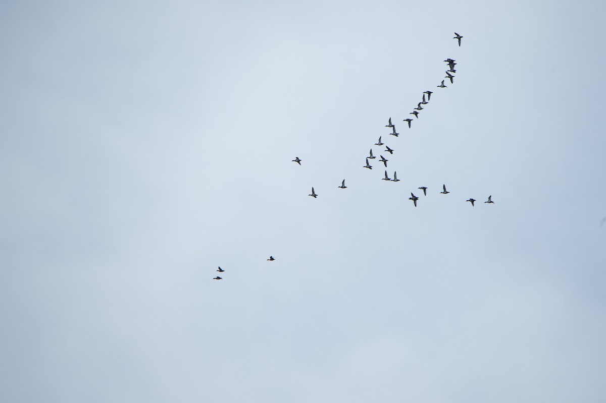 Lesser Scaup - ML646168141