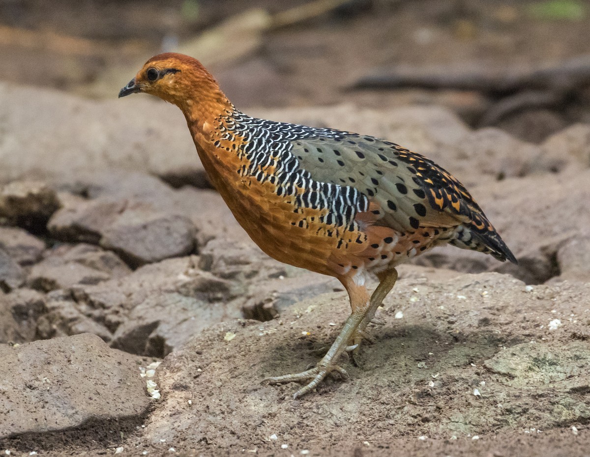 Куропатиця - ML646168143