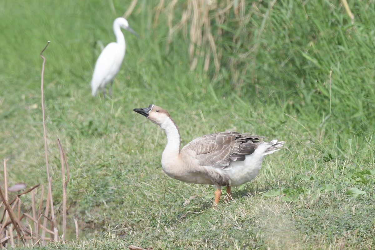 Swan Goose - ML646168147