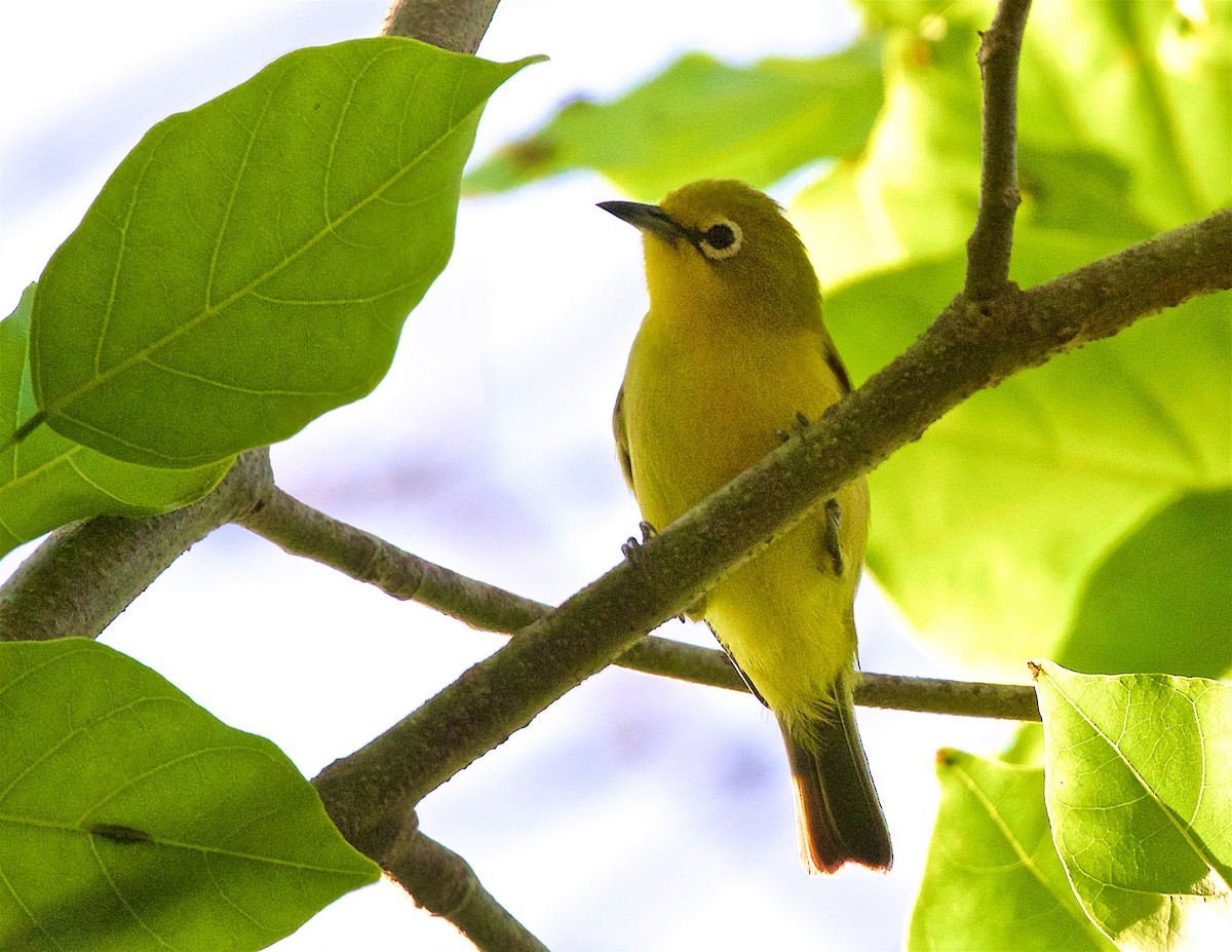 Australian Yellow White-eye - ML646168152