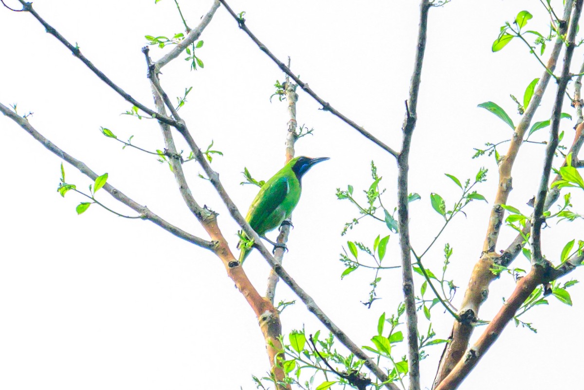 Золотолобая листовка - ML646168153