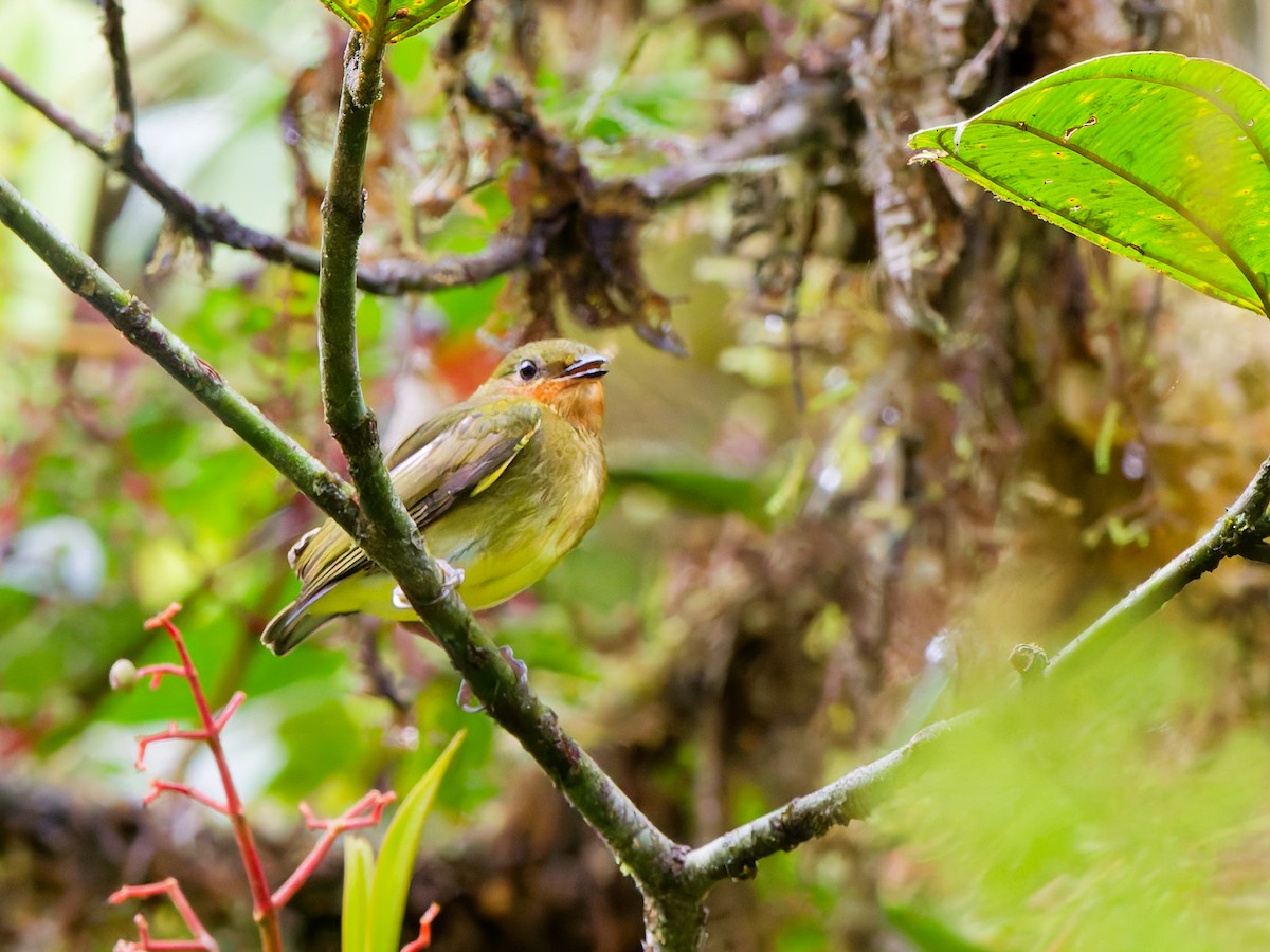 Club-winged Manakin - ML646168155