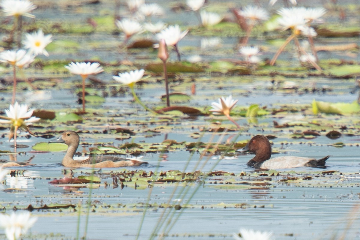 Moriglione - ML646168156