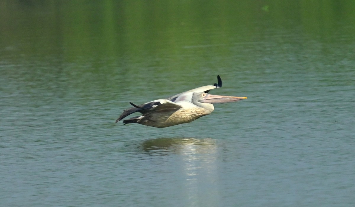 Spot-billed Pelican - ML646168157