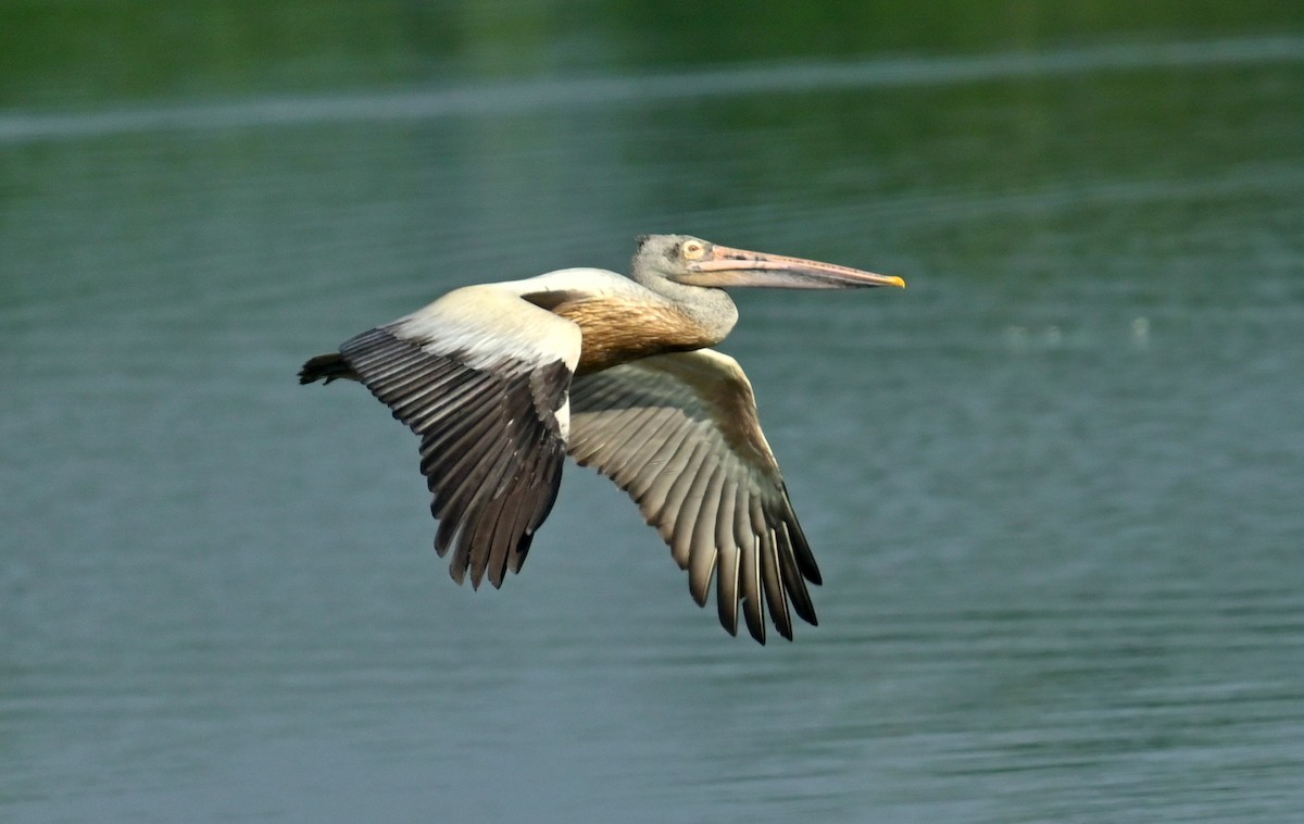 Spot-billed Pelican - ML646168158